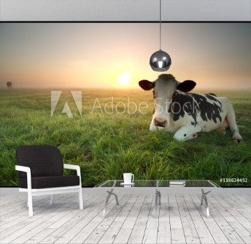 Bild på Relaxed cow on pasture at sunrise